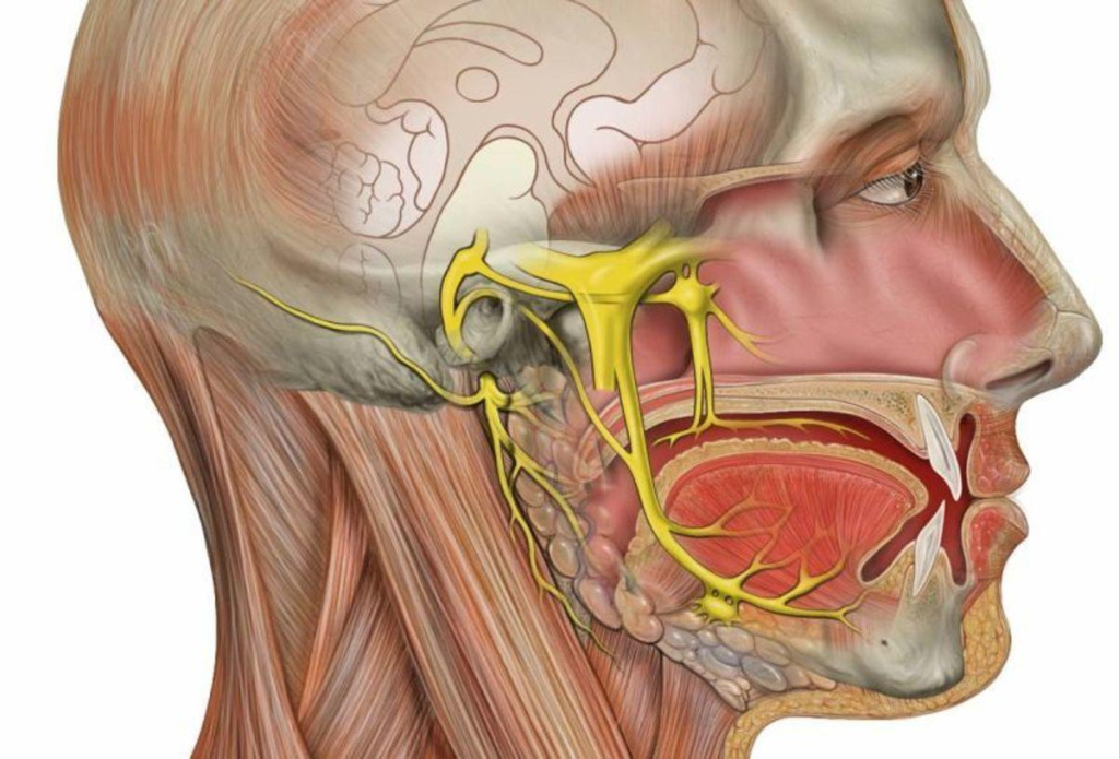 Что такое лицевой нерв?