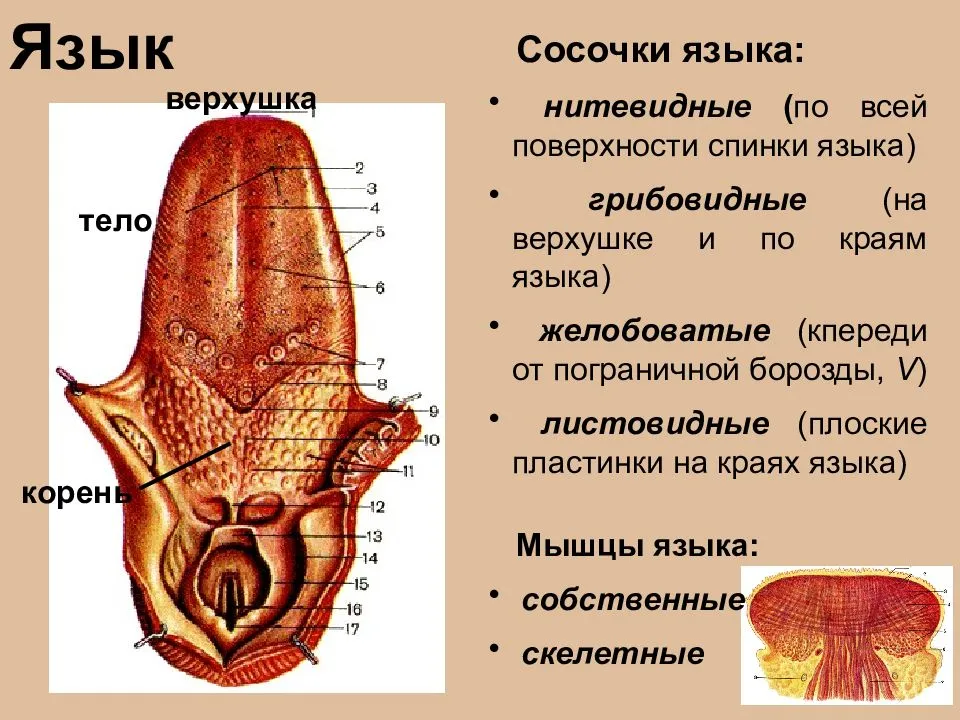 Географический язык: причины, фотографии и лечение